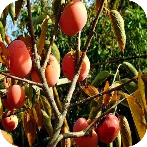 Хурма "Чатыр-Даг" Хурма "Чатыр-Даг"